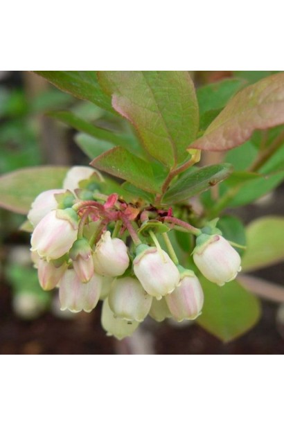 Vaccinium Flamingo квіти
